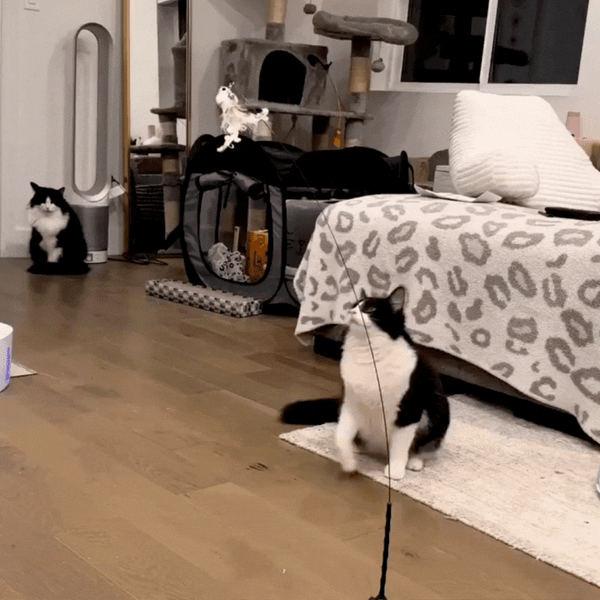 Juguete Interactivo para Gatos - MoviCat™